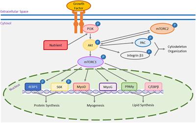 Critical role of the mTOR pathway in poultry skeletal muscle physiology and meat quality: an opinion paper